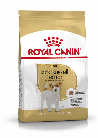 Jack Russell Terrier